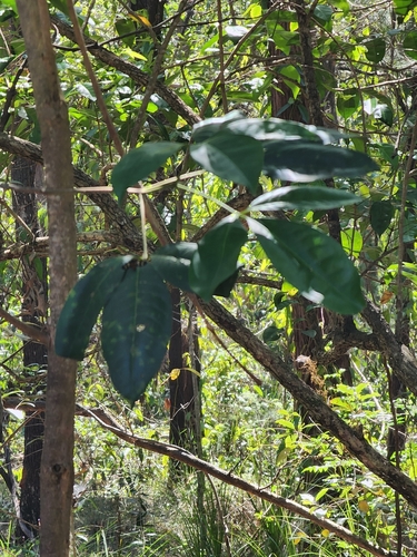 Melicope elleryana