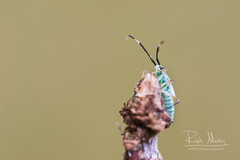 Cyllecoris histrionius