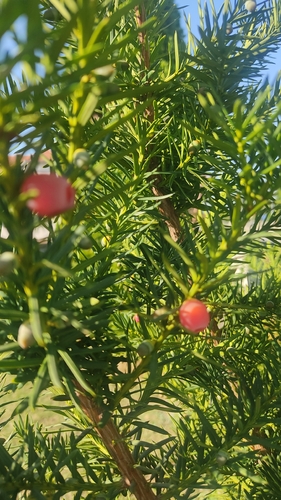 common yew