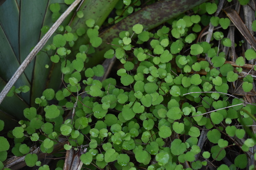 Fuchsia procumbens observed 2026-09-05