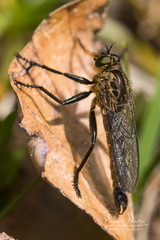 Didysmachus picipes