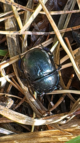 Woodland Dor Beetle