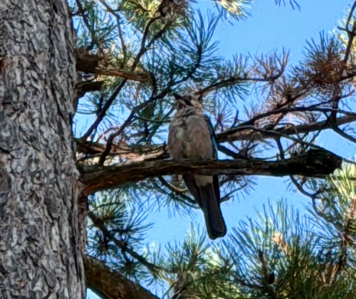 Eurasian Jay