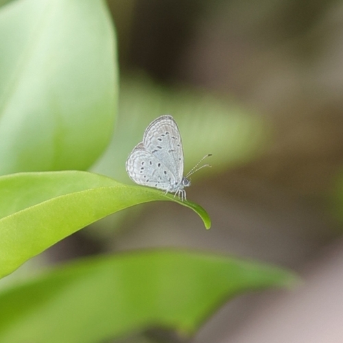 Tiny Grass Blue