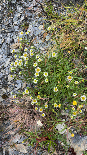 Erigeron morrisonensis, 2026-09-05
