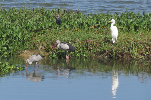 iNaturalist image