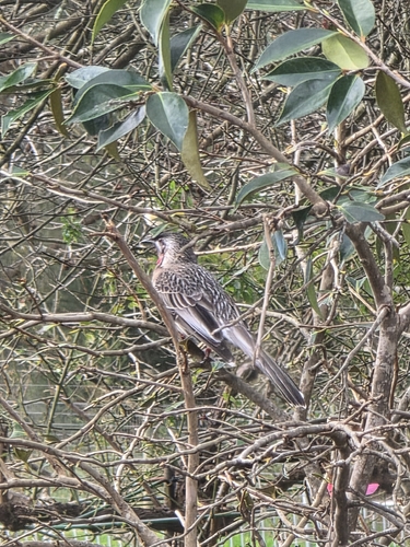 Red Wattlebird