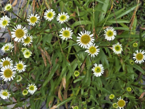 Erigeron morrisonensis, 2026-09-05