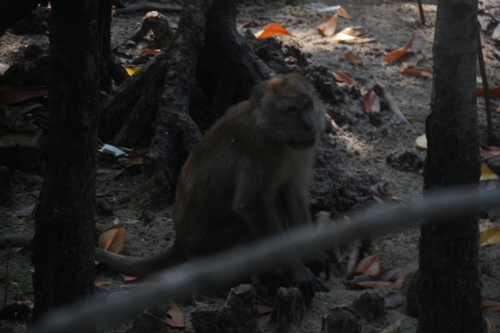 Long-tailed Macaque