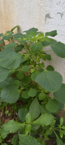 Acalypha indica, photograph 4