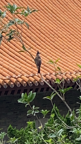 Red-whiskered Bulbul