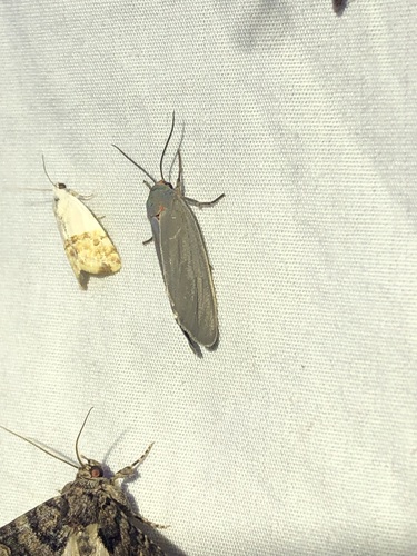 Mouse-colored Euchaetes