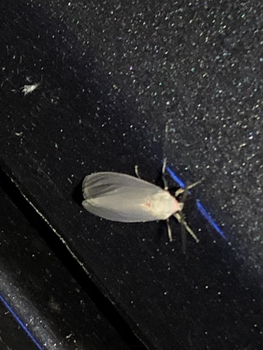 Mouse-colored Euchaetes