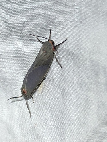 Mouse-colored Euchaetes