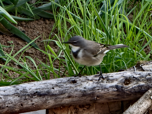 iNaturalist image