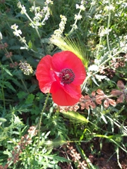 Papaver rhoeas