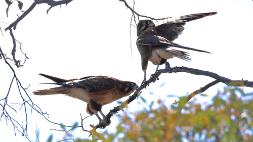 Brown Falcon