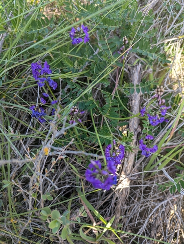 Swainsona lessertiifolia, photograph 6