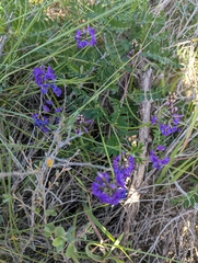 Swainsona lessertiifolia, photograph author not stated, no rights reserved