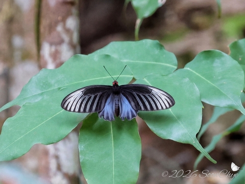 Malayan Batwing