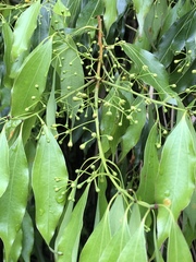 Cinnamomum insularimontanum