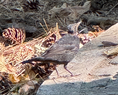 Eurasian Blackbird