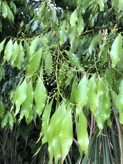 Cinnamomum insularimontanum