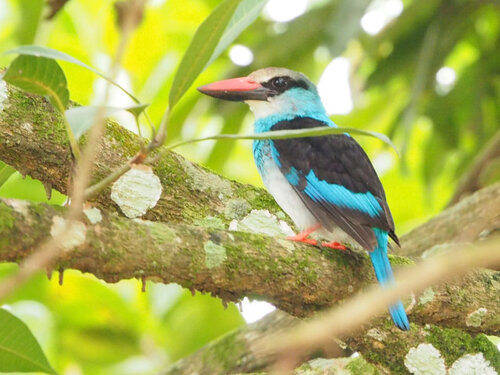 iNaturalist image