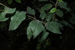 Corymbia torelliana
