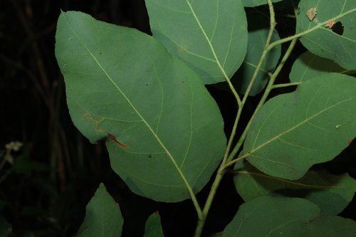 Corymbia torelliana, photograph 1