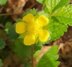 Potentilla indica