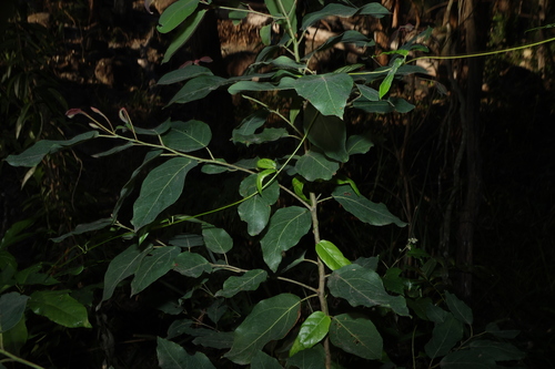 Corymbia torelliana, photograph 2