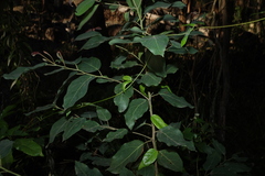 Corymbia torelliana, photograph (c) Greg Tasney, some rights reserved (CC BY-SA)
