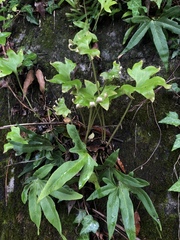 Pyrrosia polydactylos