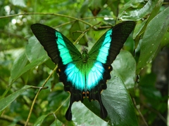 Papilio buddha