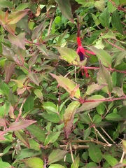 Fuchsia magellanica