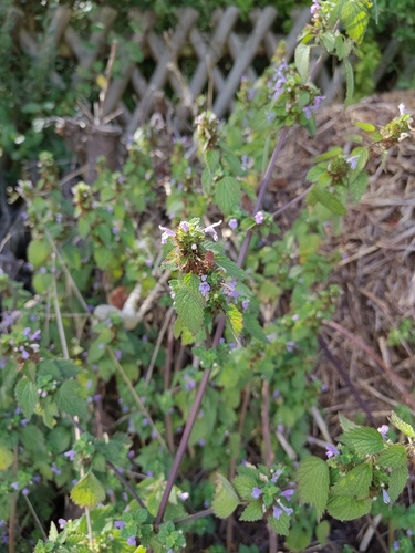 Black horehound
