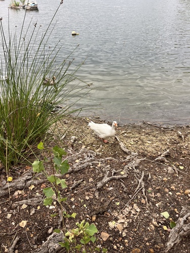 iNaturalist image