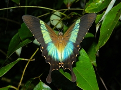 Papilio buddha