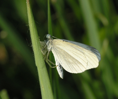 Leptidea amurensis