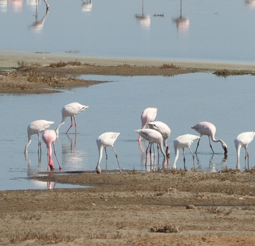iNaturalist: (c) ariellebh, some rights reserved (CC BY-NC), uploaded by ariellebh iNaturalist image