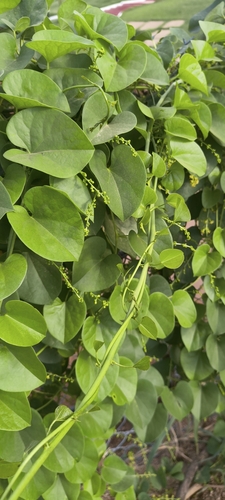 Tinospora cordifolia, photograph 5
