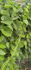 Tinospora cordifolia, photograph Raja Sekhar Chimirala, CC BY, iNaturalist via GBIF