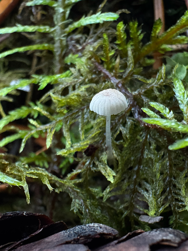 Dripping Bonnet · September 2026 · photo: Photo: no rights reserved · iNaturalist