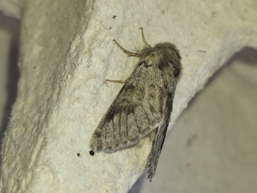Pine Processionary-moth