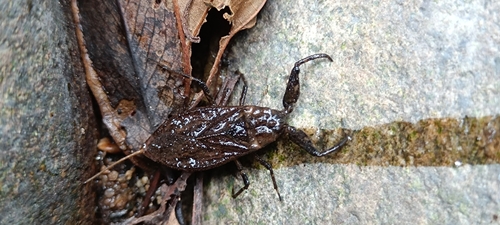 Eurasian Water Scorpion