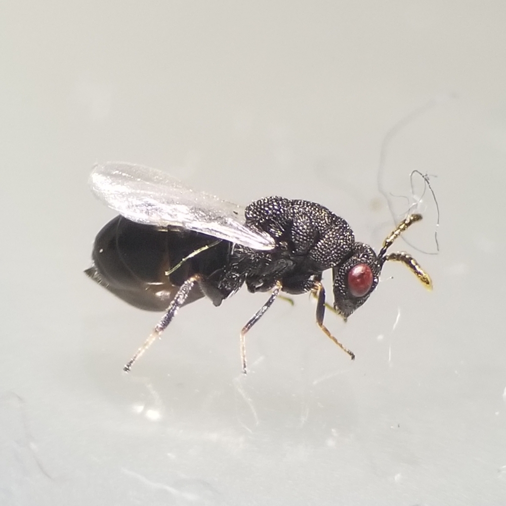 Eurytoma obtusiventris