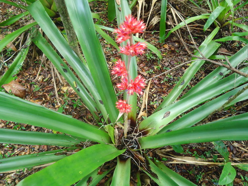 Hohenbergia