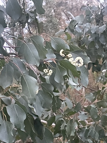 Eucalyptus baueriana, 2026-09-05