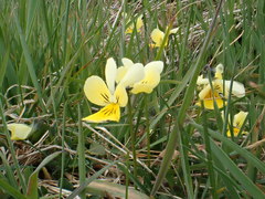 Viola lutea